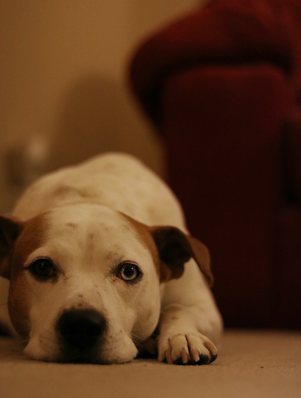 white and brown short coated dog lying on brown couch