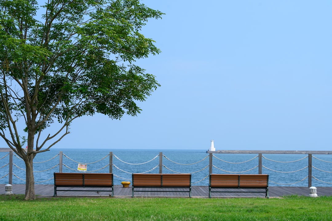 green tree near brown wooden bench during daytime