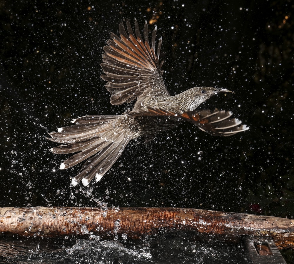 brown and white bird on brown wood