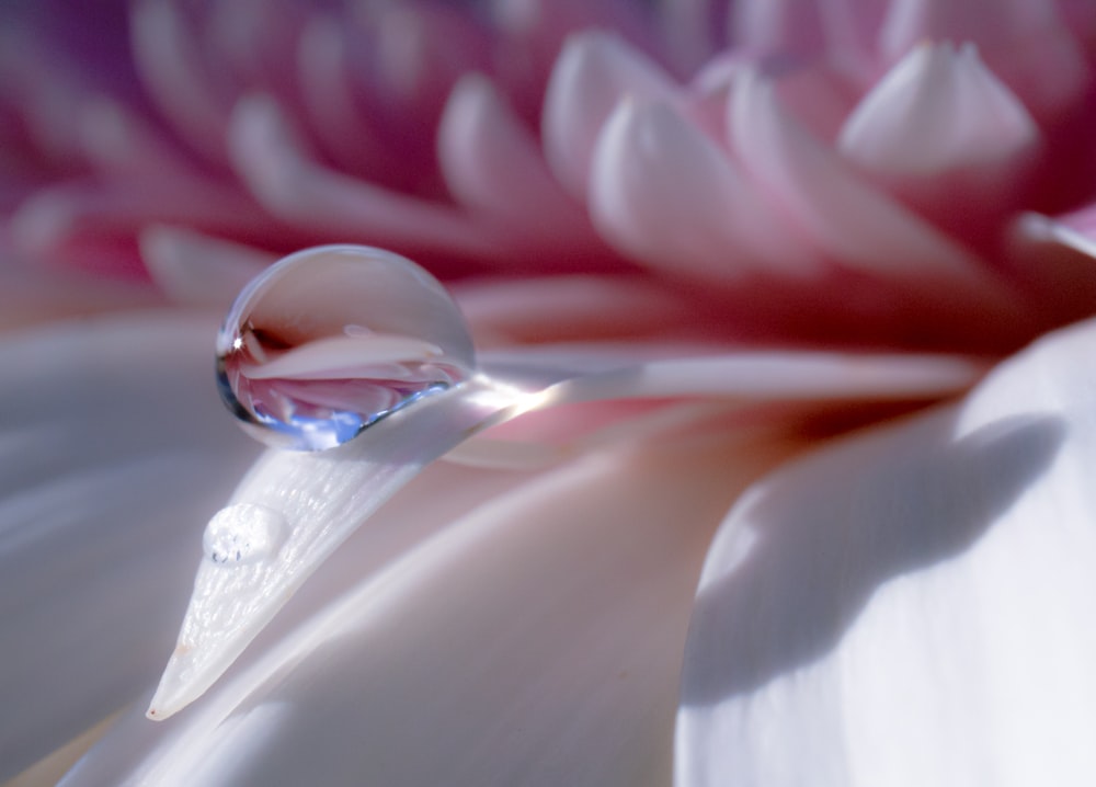 Gota de agua sobre pétalos de flores blancas y rojas