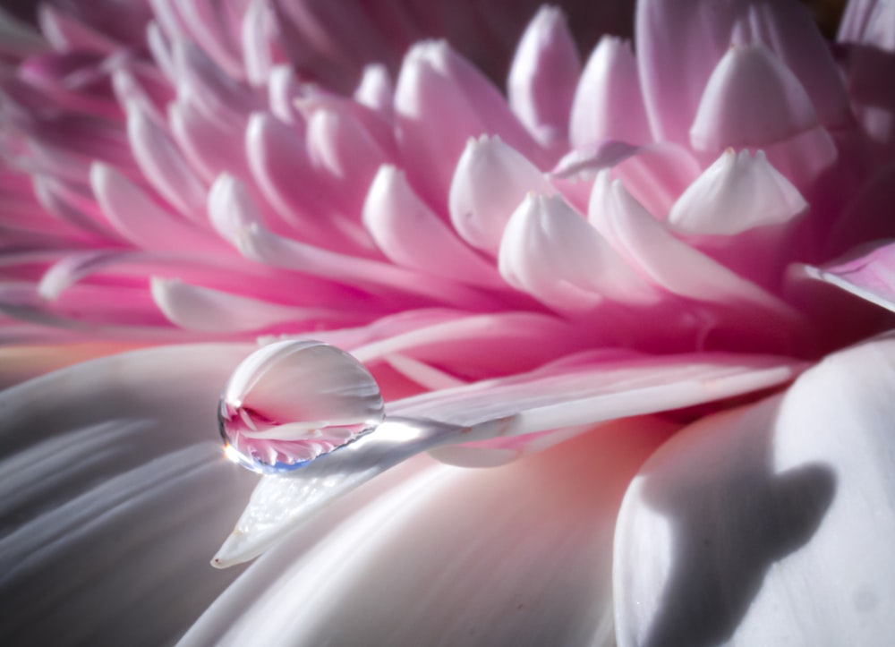 rosée d’eau sur fleur rose