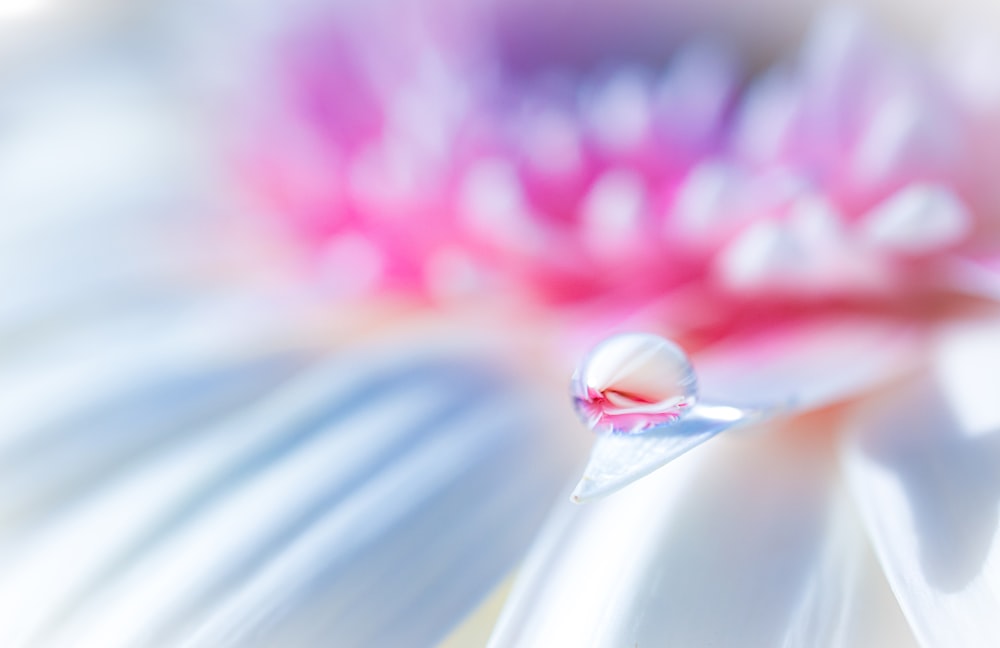 pink and white flower in macro photography