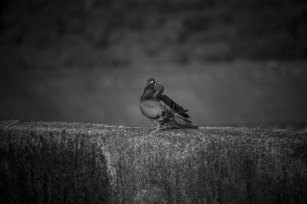 grayscale photo of two birds on concrete wall