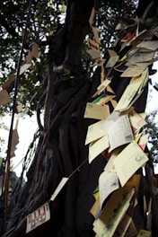 A tree with intertwined branches and roots, adorned with various postcards and papers hanging down on strings. The leaves of the tree are visible in the background, with dappled light coming through them. The postcards have different colors and designs, adding a whimsical touch to the scene.