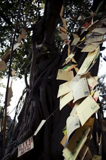 A tree with intertwined branches and roots, adorned with various postcards and papers hanging down on strings. The leaves of the tree are visible in the background, with dappled light coming through them. The postcards have different colors and designs, adding a whimsical touch to the scene.