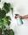 A hand is holding a light blue spray bottle next to a large green plant with broad leaves against a plain wall.
