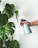 A hand is holding a light blue spray bottle next to a large green plant with broad leaves against a plain wall.