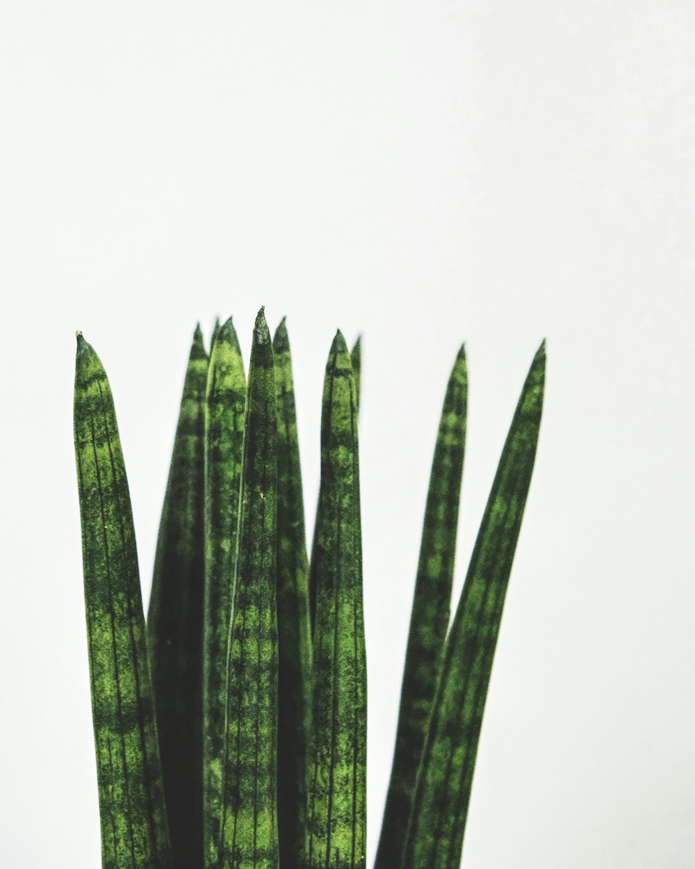 green plant on white background