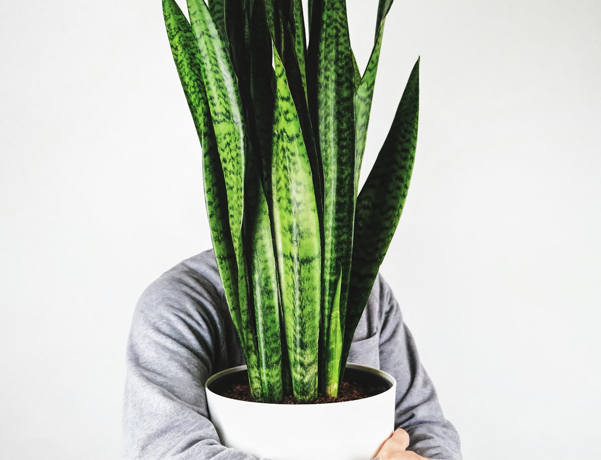 Tanaman Lidah Mertua (Sansevieria)