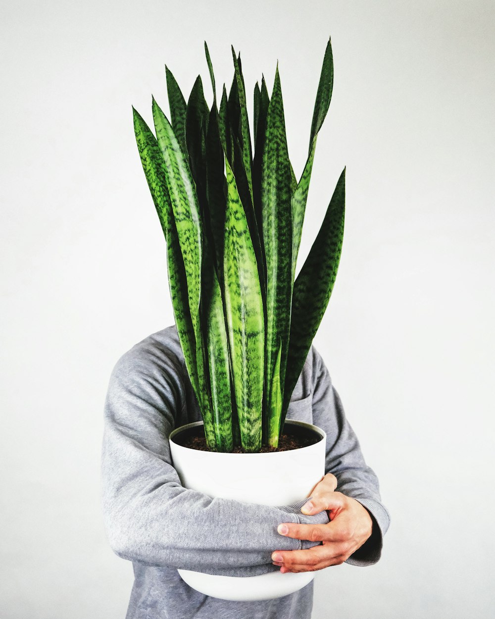 green snake plant on white ceramic pot