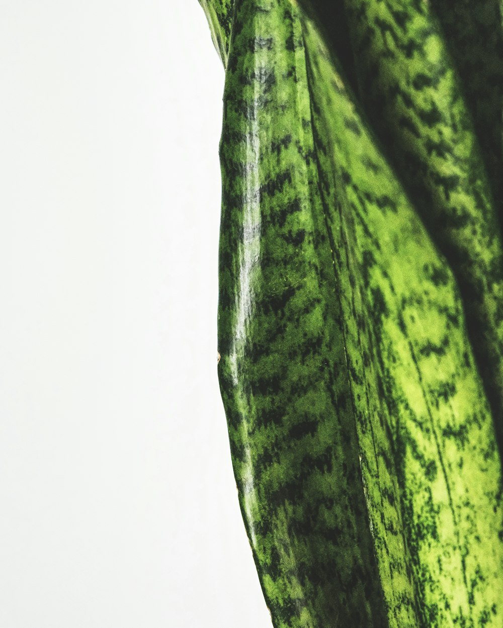 green and black textile on white surface