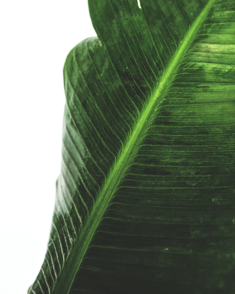 green leaf with white background