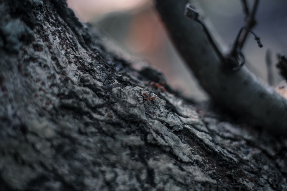 black and gray tree trunk