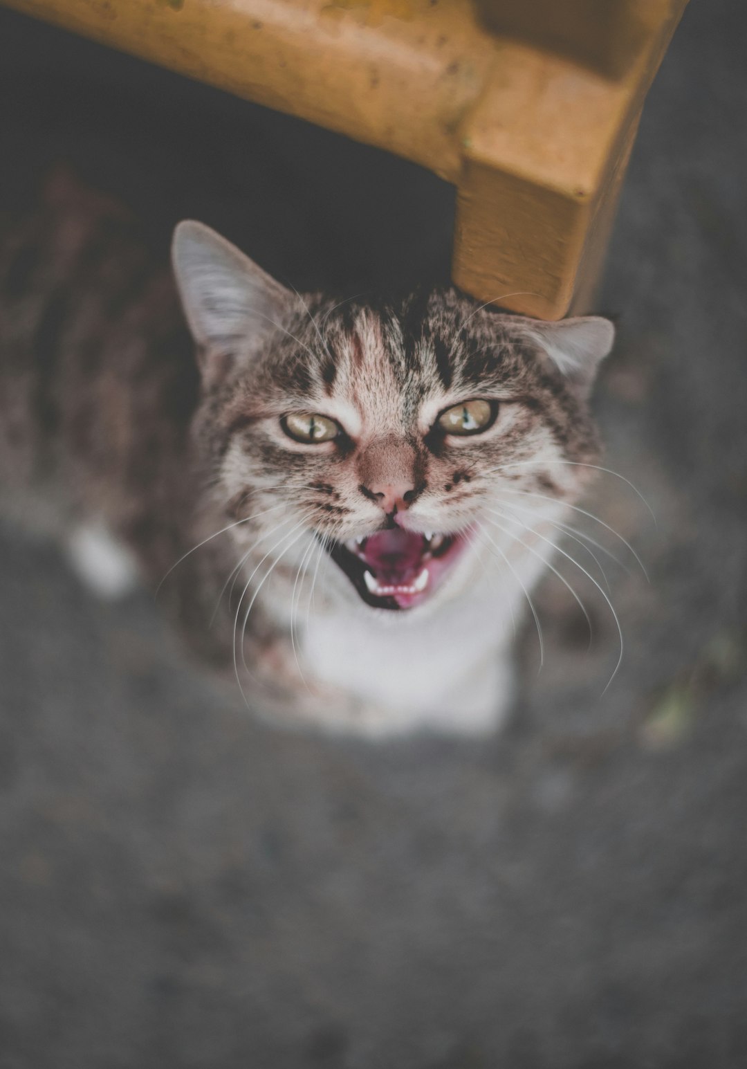 brown tabby cat in white textile