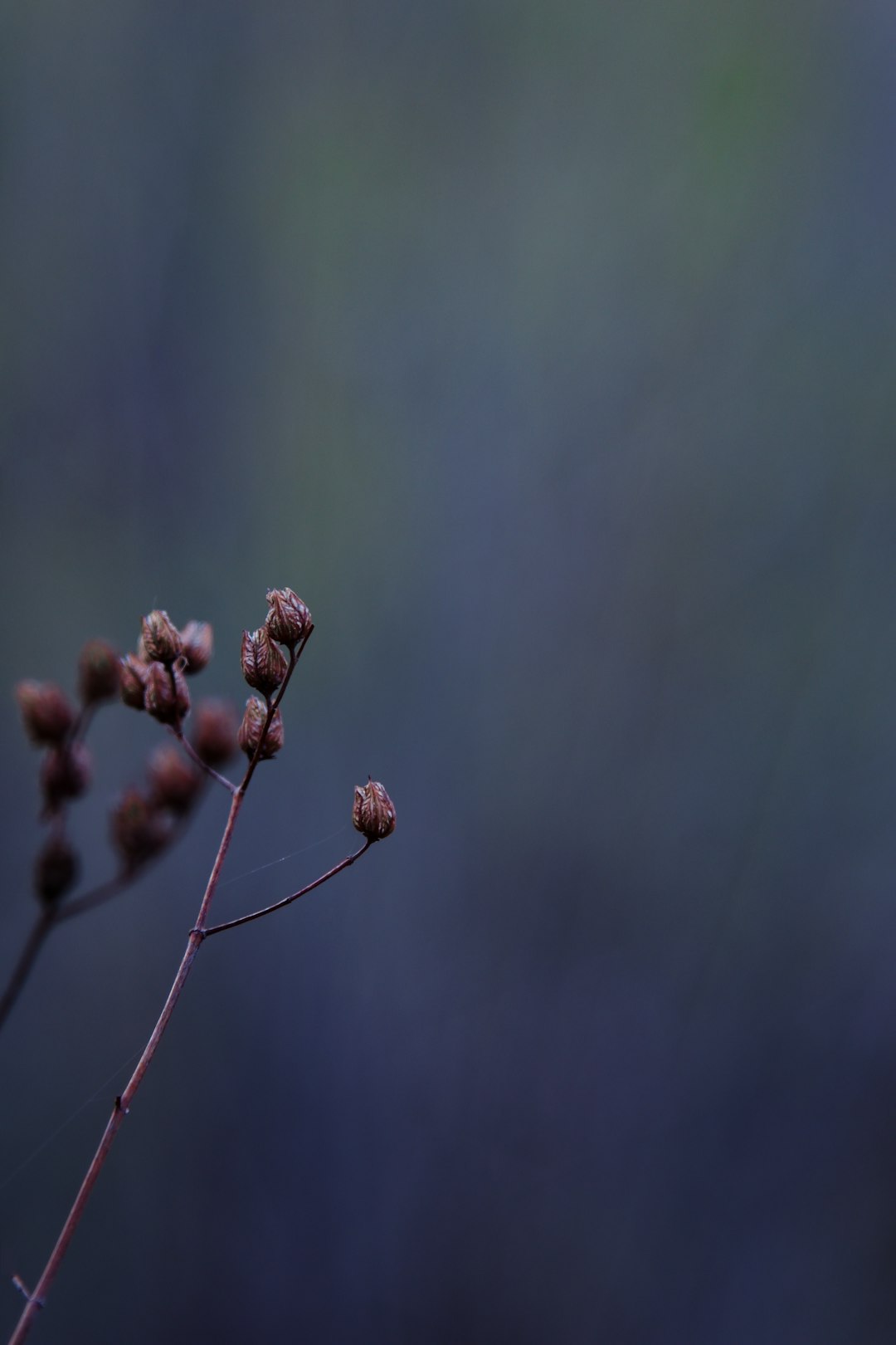 brown plant in tilt shift lens