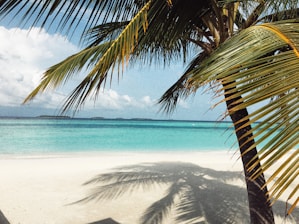 A serene beach with clear blue waters and palm trees.