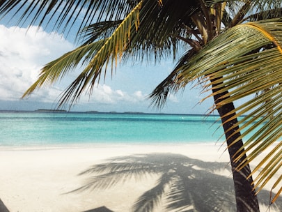 A serene beach with clear blue waters and palm trees.