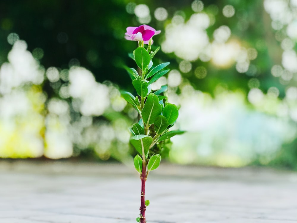 pink flower with green leaves on gray concrete floor