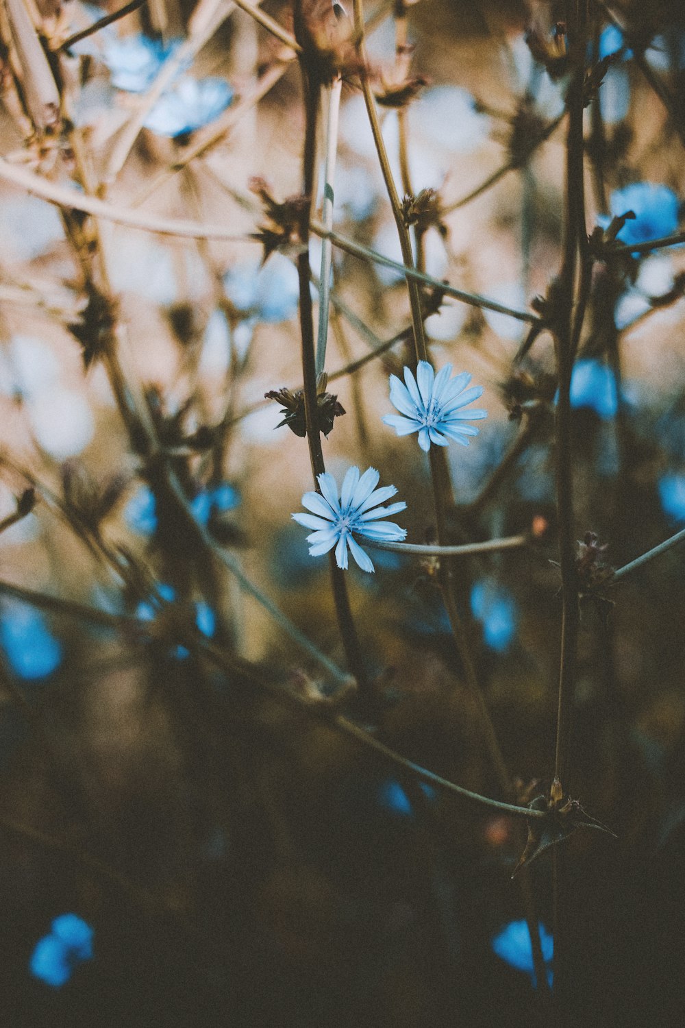 flor azul na lente de deslocamento de inclinação