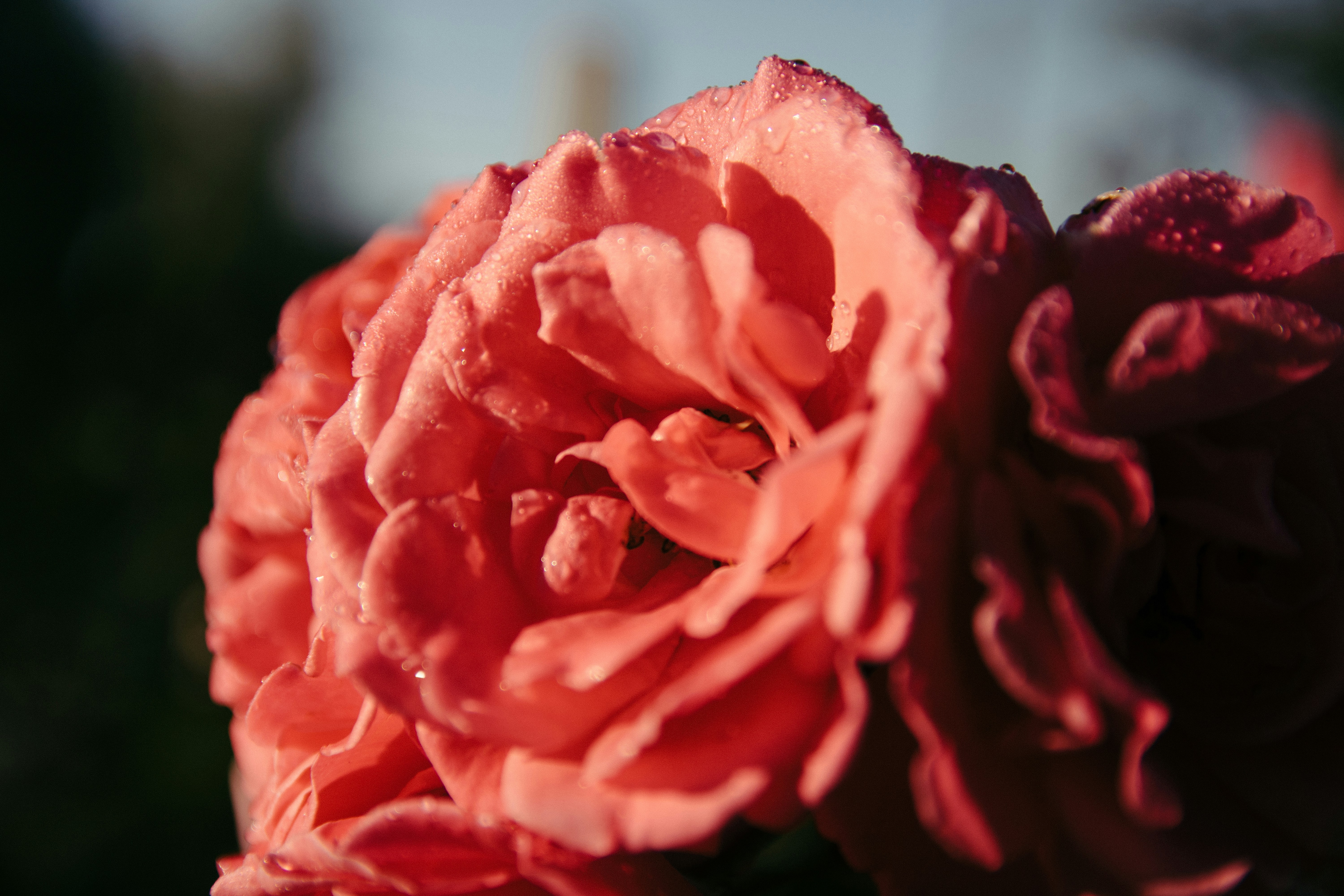 Photo by d_lipenchuk