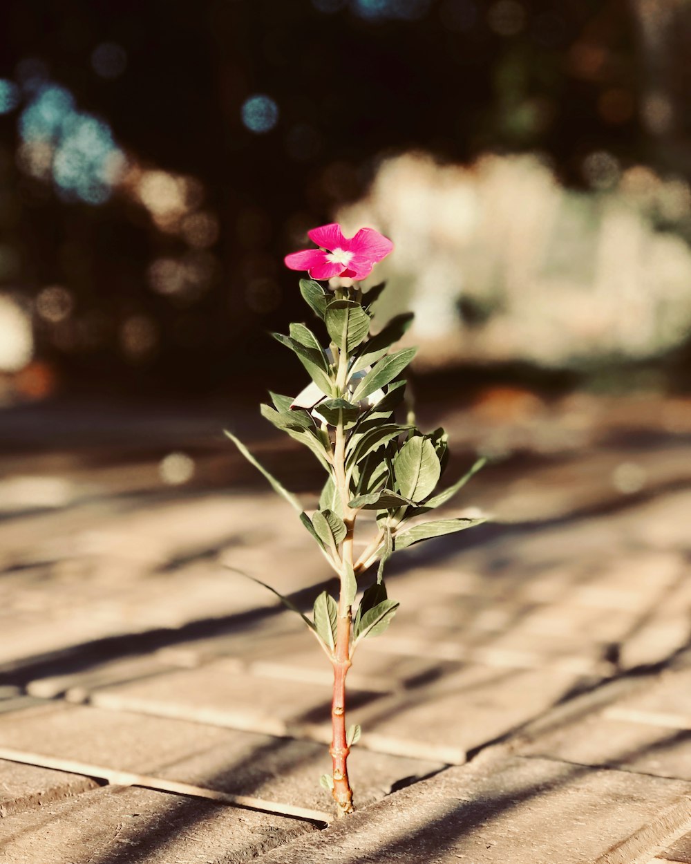 pink flowers on brown brick floor