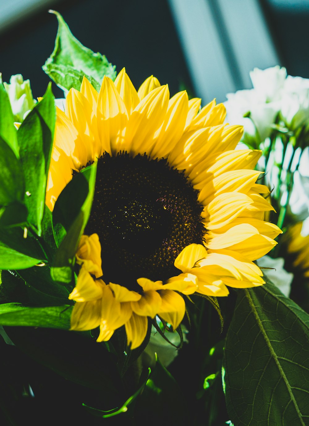 yellow sunflower in close up photography