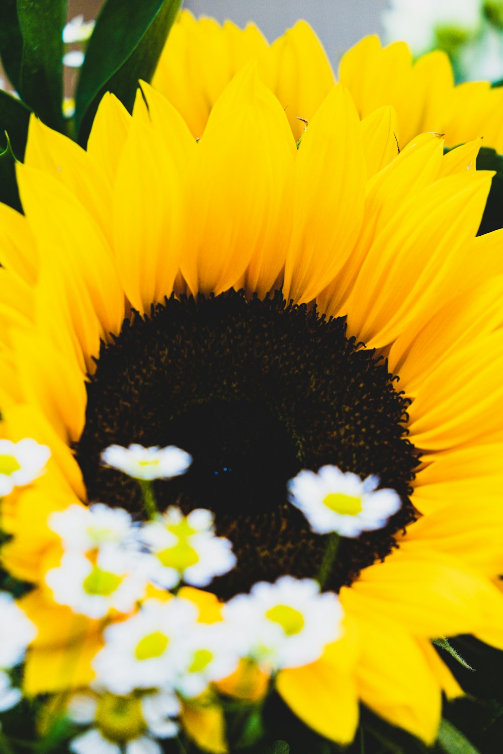 yellow and white flower in bloom