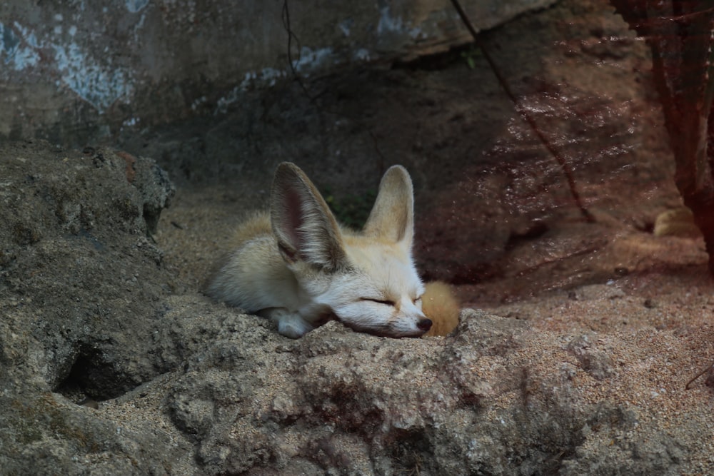 Fennec Fox Pictures | Download Free Images On Unsplash