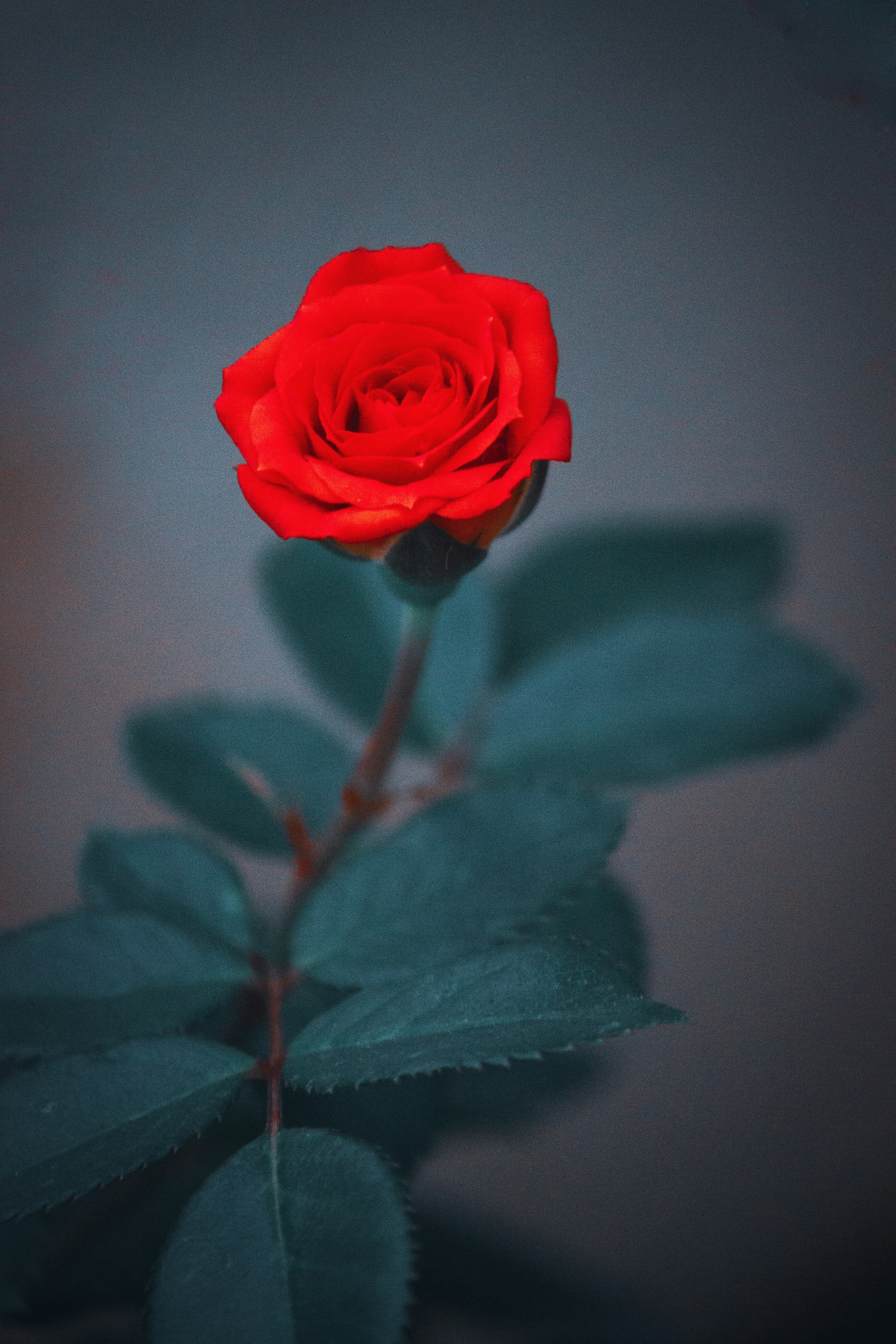 Photo by thilak_cm212