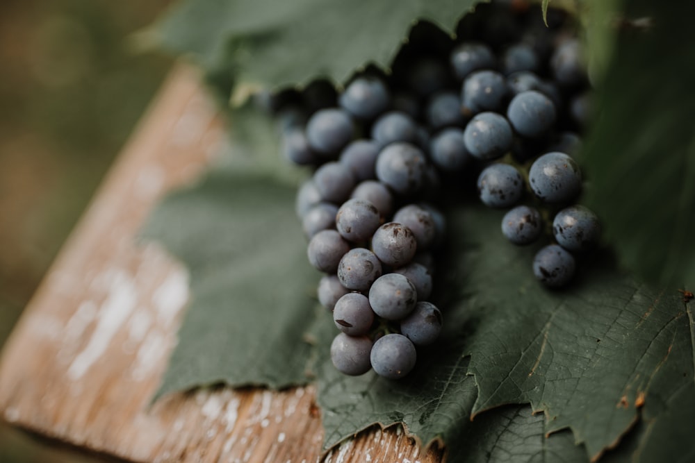 blaue Beeren auf braunem getrocknetem Blatt