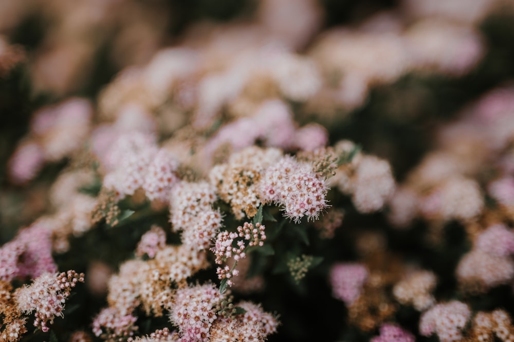 white and pink flower in tilt shift lens