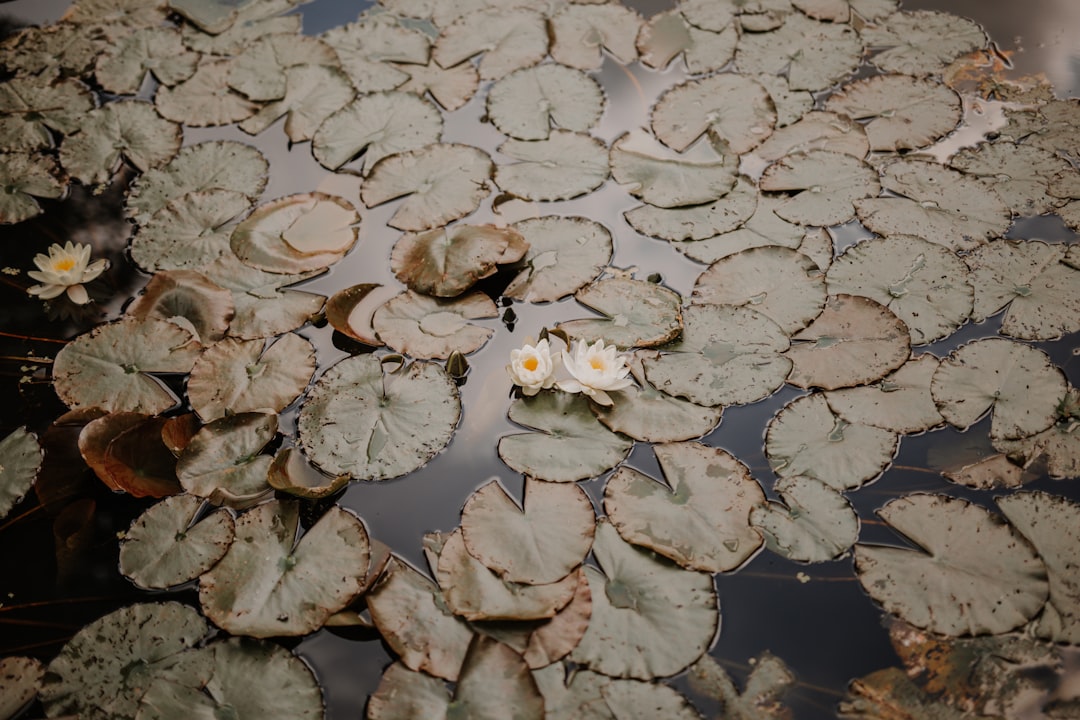 white and brown flower petals on water