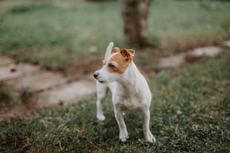 white and brown jack russell terrier mix
