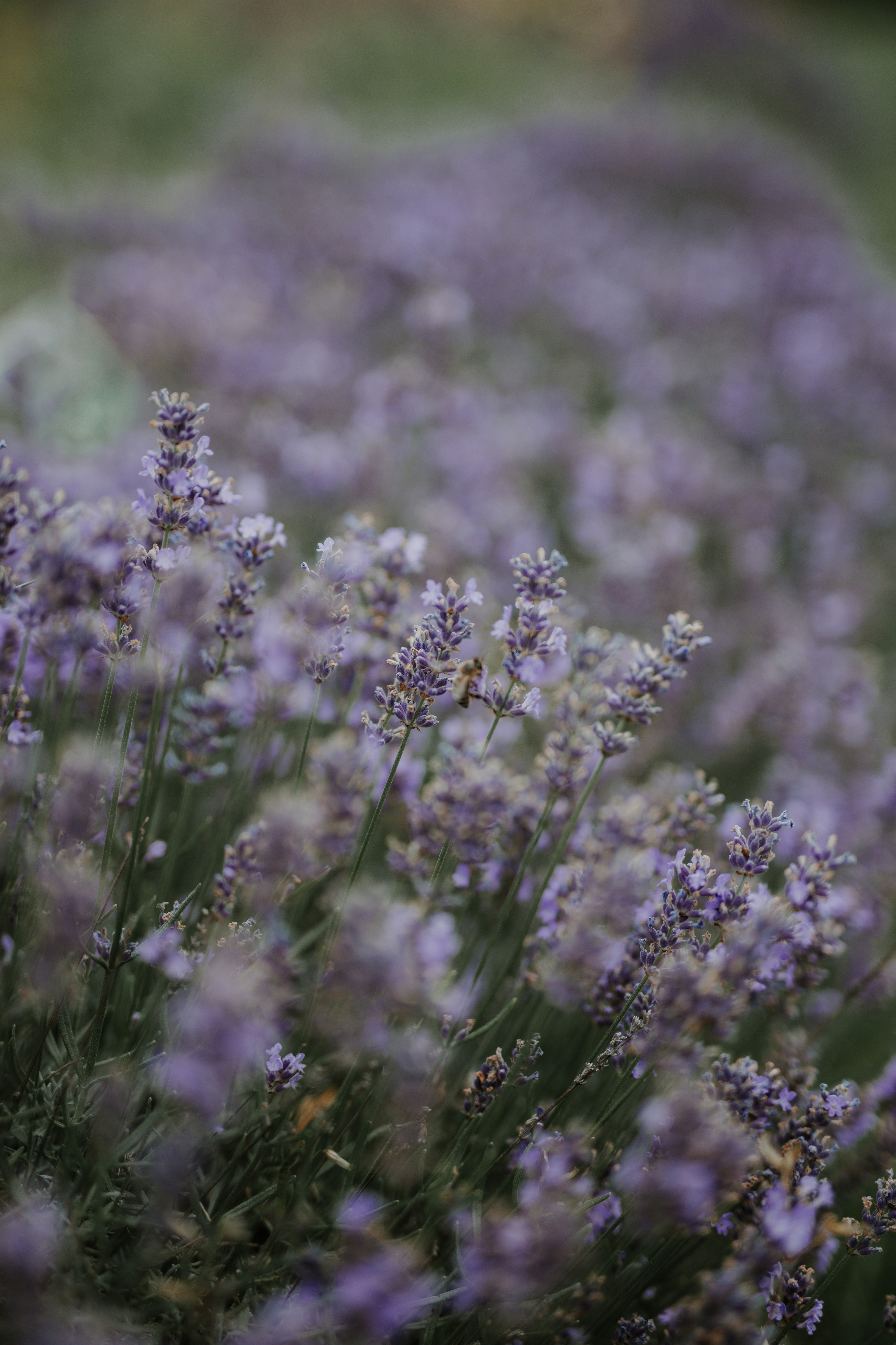 Photo by annabellalifestyle