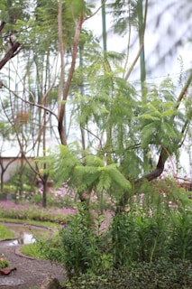 A lush garden landscape featuring a variety of green plants and trees. In the foreground, delicate fronds and leafy branches create a rich tapestry of greenery. A narrow winding path made of stones is seen meandering through the garden, bordered by vibrant patches of pink and purple flowers. The overall setting is serene and natural, with trees extending upwards, creating a canopy-like effect.