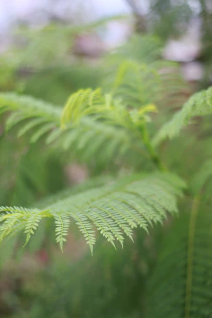 Close-up of a delicate fern leaf with dewdrops, highlighting intricate textures against a blurred mint green background.