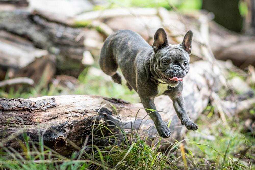 Petit chien à poil court gris et blanc sur un tronc d’arbre brun pendant la journée