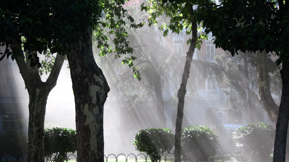 green tree with white fog