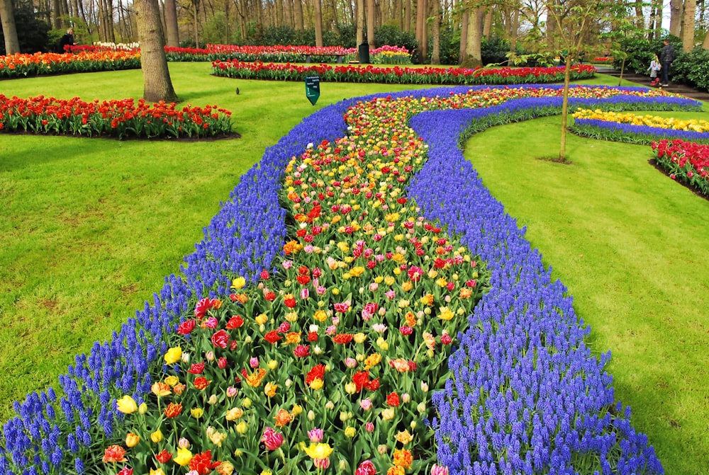 campo de flores amarillas, moradas y rojas