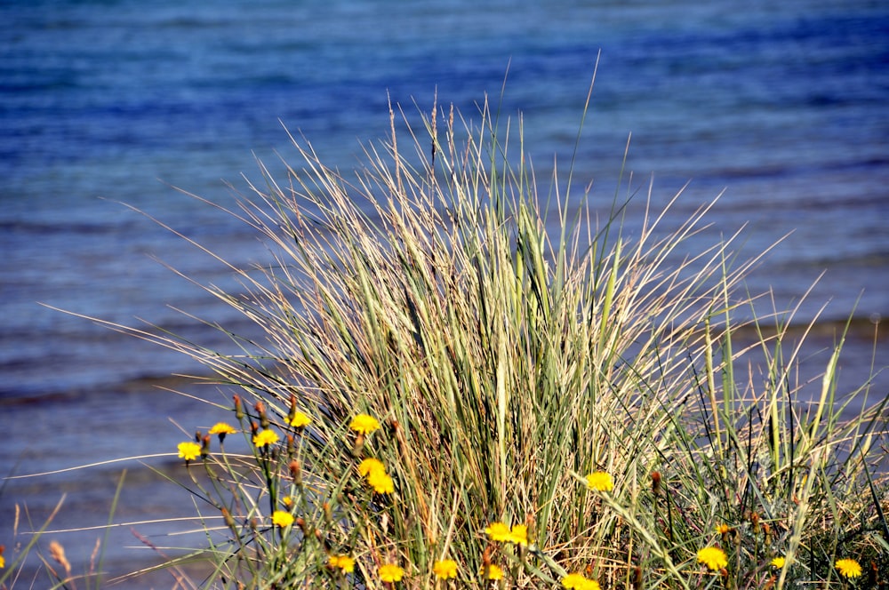 yellow flower near body of water during daytime