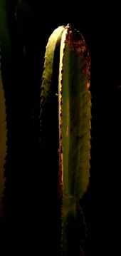 A tall, slender cactus is illuminated by a focused beam of light, revealing its textured surface with spines along the edges. The background is dark, creating a dramatic contrast that highlights the green hues of the cactus.