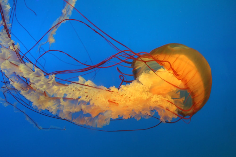 brown jellyfish in blue water