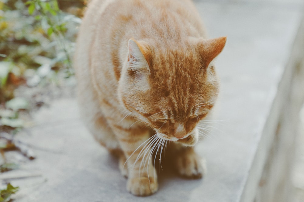 orange tabby cat on white floor