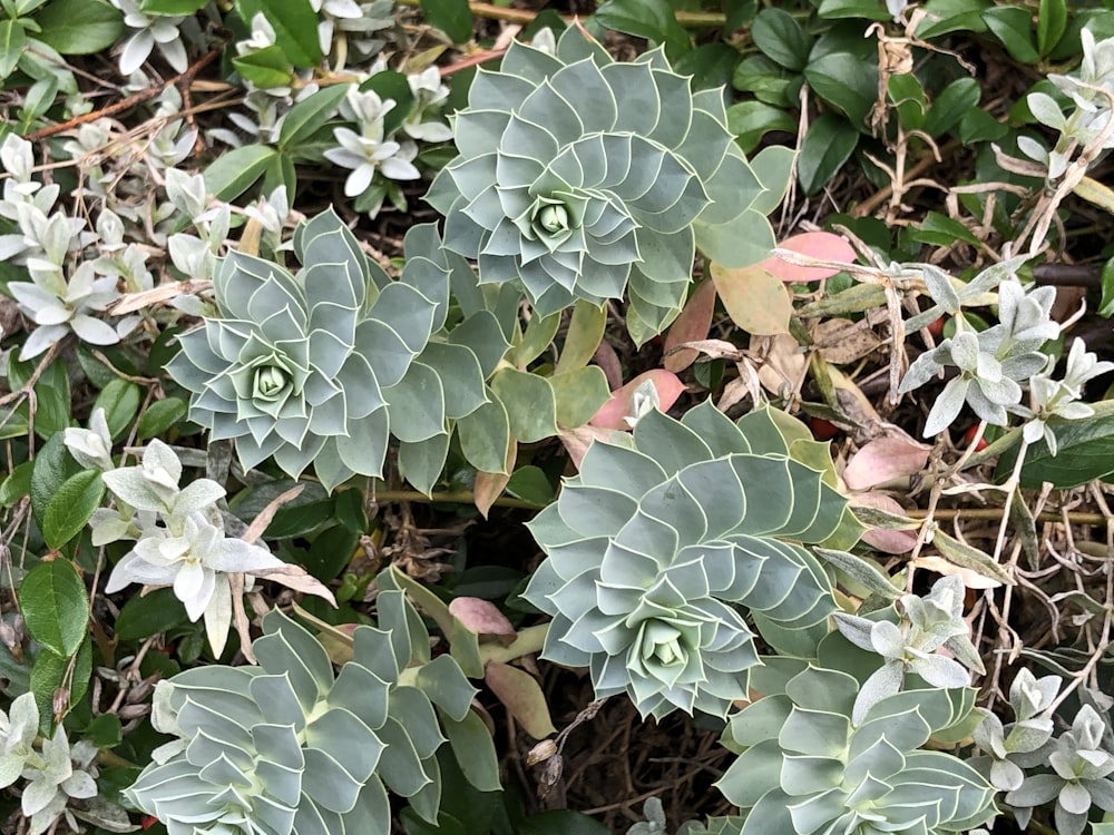 green and white flower plant