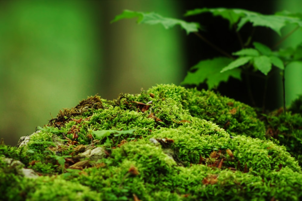 green moss on brown tree trunk