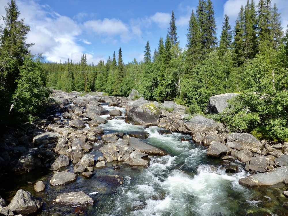 green pine trees beside river under blue sky during daytime