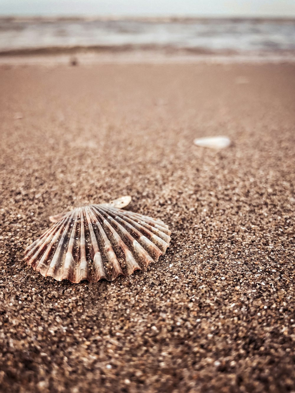 white and brown seashell on brown sand