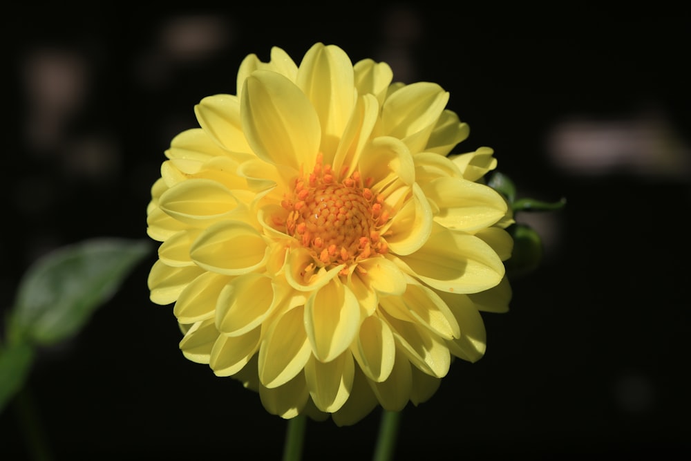 yellow flower in tilt shift lens