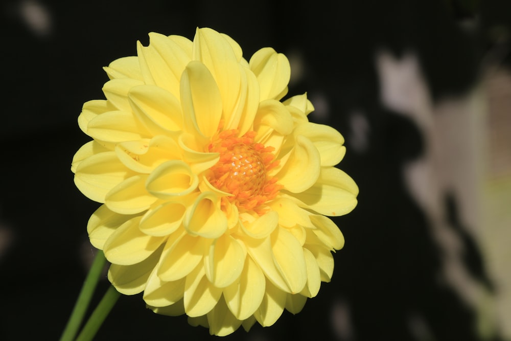 yellow flower in black background