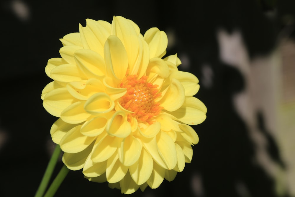 flor amarela no fundo preto
